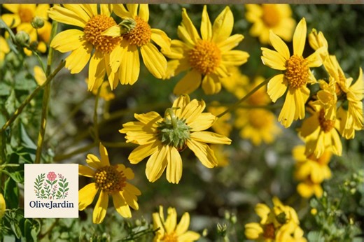 200 Brittlebush Seeds – Encelia Farinosa Native Shrub – Yellow Desert Flowers – Ornamental Landscape Plant - Etsy