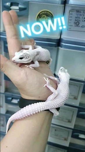 Mutasi Leopard Gecko Super Snow Eclipse (Extreme Pied)