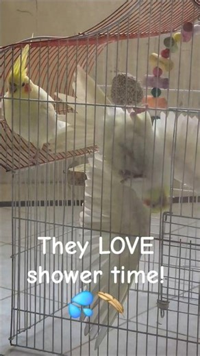 My cockatiels love their shower time! 💦🪶 | So happy and refreshed!