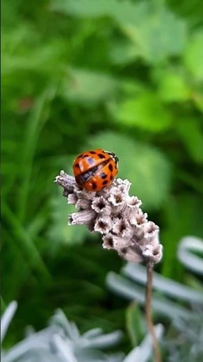 Ladybug