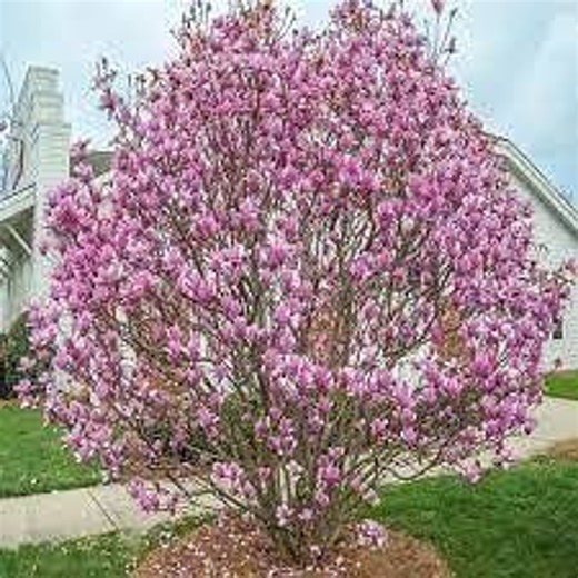 Jane Magnolia Tree - Etsy