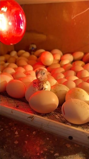 OMG! Captured an amazing Egg hatching 🐣