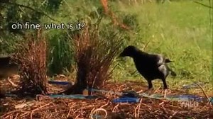 8.5K views · 109 reactions | LEMME SMASH The saga continues | Yeah, I Steal Memes, So What? | Facebook