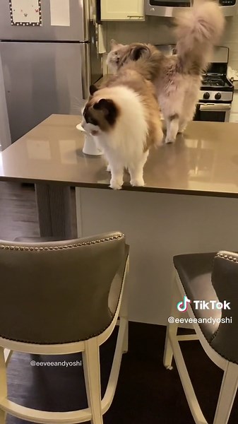 Understanding Vocal Cats: A Guide for Cat Owners