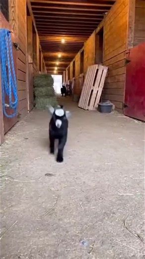 Adorable Baby Lambs: The Cutest Dwarf Goats