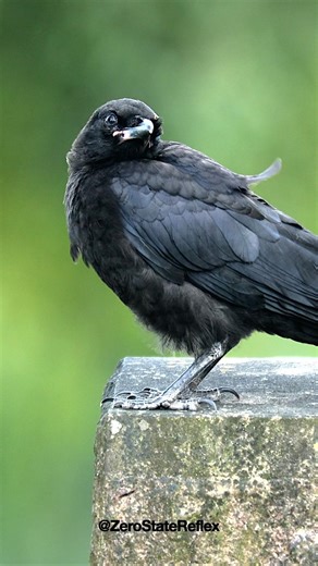 Baby Crow Season Is Coming. #crow