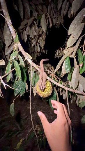 Looking for durian at night, instead I found the opet wanting to eat durian fruit 😲👆 #viral