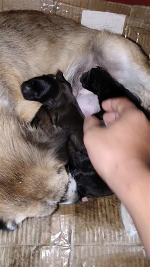 Congratulations to the dog who just gave birth. #dog #love #puppies | Ki Ki