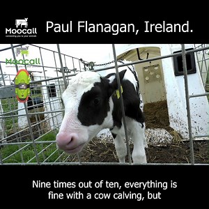 Irish farmer, Paul Flanagan, says: "It saves a calf, if you...