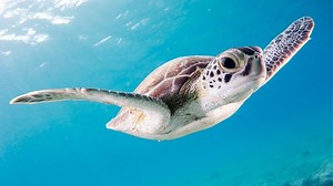 Where To See Turtles In Thailand - 2024 Guide