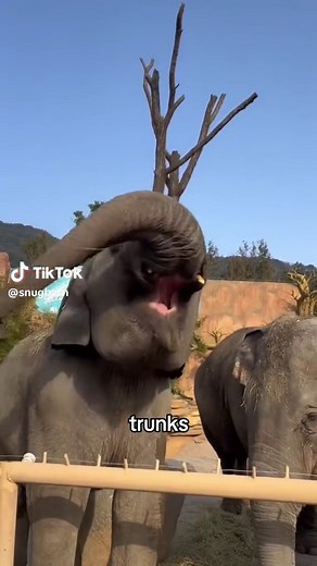 Elephant Boogers: How Do They Clean Their Trunks?
