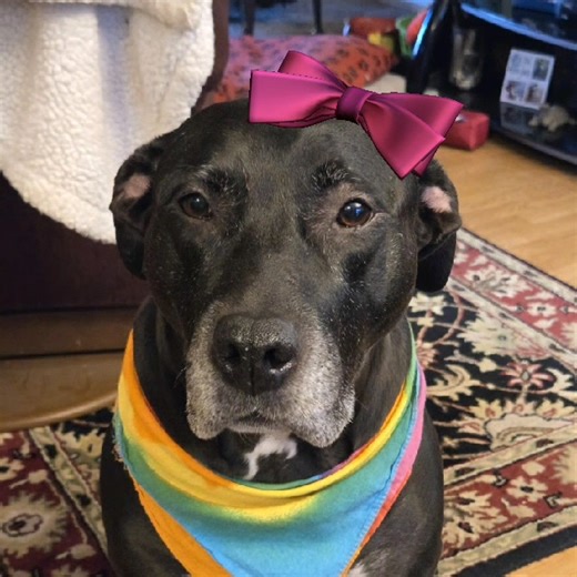 It's dat time...fun facts | Pit Bull Patch and his fabulous friends