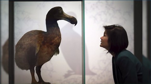 Return of the dodo bird? Texas company trying to create 'copy' of the extinct creature