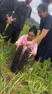 DIY Fish Trap Using Plastic Net Box #FishingTricks #Shorts