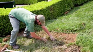 While you can certainly seed a lawn to grow grass, sod is an option as well. Find out how this cut-and-paste process works in our newest How-To Gardening. | New York Botanical Garden