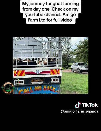 AMIGO Farm LTD on TikTok