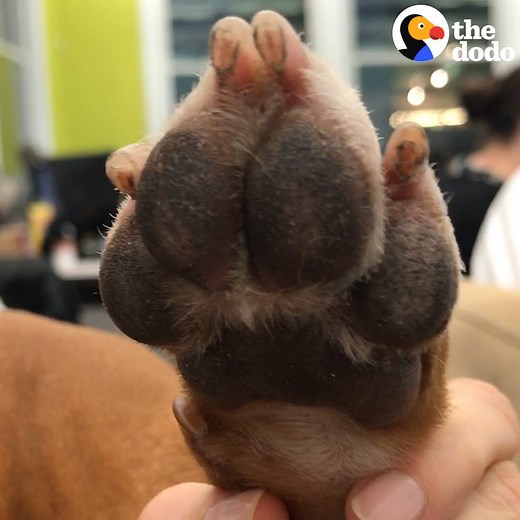 Do your dog’s paws smell like Fritos? Same. And now we know why 🐾🌮 | The Dodo