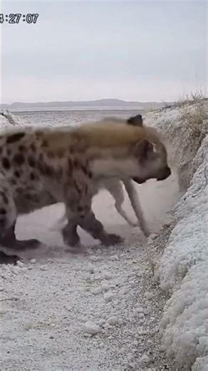 Hyena vs Wolf: Savage Predator Clash #HyenaVsWolf #AnimalBattle #WildlifeShorts #NatureClash