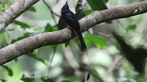 Greater Racket-tailed Drongo Perched On Branch Stock Footage Video (100% Royalty-free) 3633399343 | Shutterstock