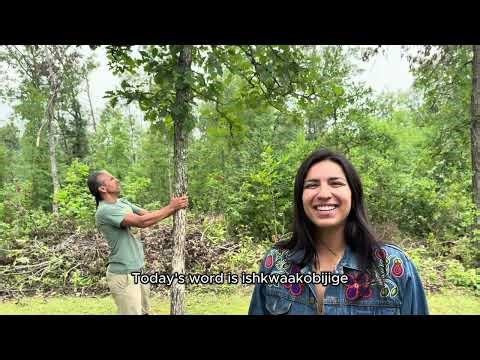 Ishkwaakobijige = S/he shakes a tree (Ojibwe Word of the Day)