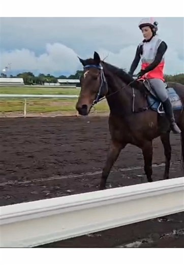 My Trackwork Journey in Horse Racing