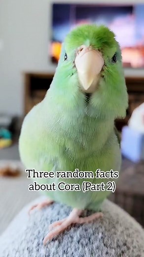 Jen Greenberg (@the_green_bird_brigade)’s videos with original sound - Jen Greenberg