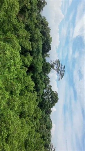 Plantation near the lake #travel #nature #stunning