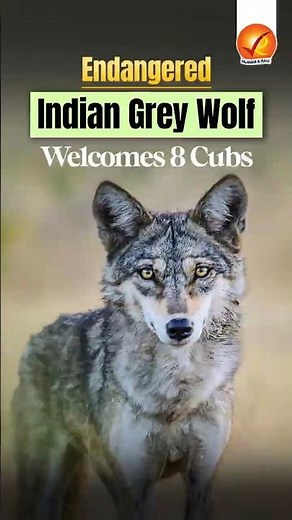 Endangered Indian Grey Wolf Welcomes 8 Cubs