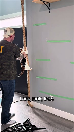 I made a cat wall for my cats | Cat Wall Shelves