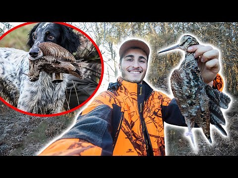Chasser la Bécasse au Chien d'Arrêt ! Chasser/Cuisiner/Manger !