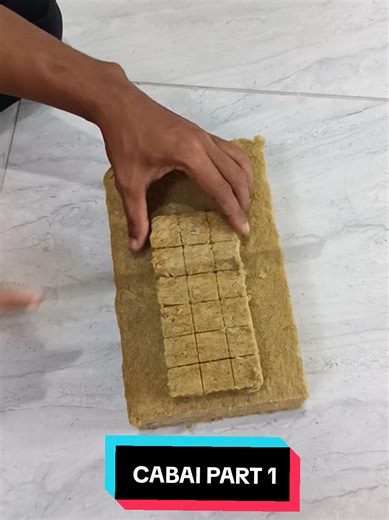 Tutorial Semai Benih Cabai Hidroponik - Part 1