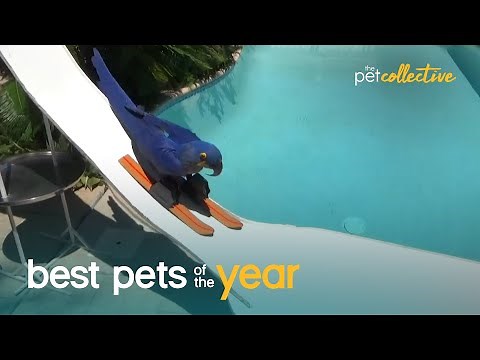 Top 20 Athletic Pets | Best Pets Of The Year 2020