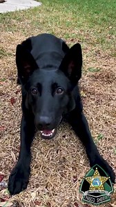 85K views · 2.2K reactions | Our Patrol K9 teams’ primary function is to assist Patrol Deputies with calls for service and K9 related calls for service including; tracking wanted or missing subjects, criminal apprehension, and building and area searches. | Pasco Sheriff's Office | Facebook