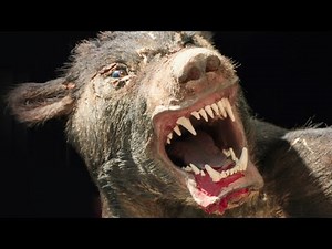 The Truth Behind Europe's Brutal Werewolf Trials