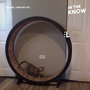163K views · 495 reactions | This exercise wheel is purrrfect for shedding those catnip pounds  | In The Know | Facebook