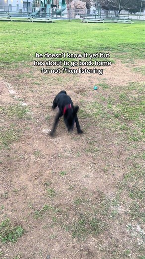 Exciting Labrador Puppy Arrival at Home