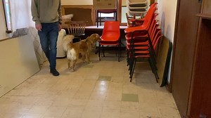 11 reactions · 5 comments | So nice to finally meet the famous, and very beautiful, Lucy at her first mystery sniff today. She thought the smells were amazing! | The Doggy Lady | Facebook