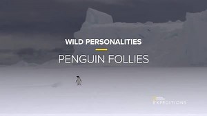 6.5K views · 393 reactions | Happy Penguin Awareness Day! There's nothing cuter than a clumsy penguin. If you agree, check out this compilation of bloopers, courtesy of our feathered friends in Antarctica. | National Geographic Expeditions | Facebook