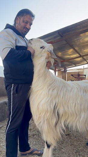 #goatfarm #goats contact us for good quality and reasonable rate of goats,sheeps and visit our Goat farm at Jakhar Rohru District Shimla Mohit Chauhan 8626968489 | Mohit Heena Chauhan