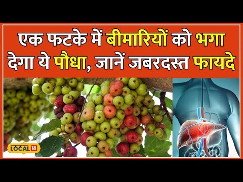 Gular Benefits: बीमारियां नहीं छोड़ रही पीछा तो करें इस फल का सेवन | Health | #local18