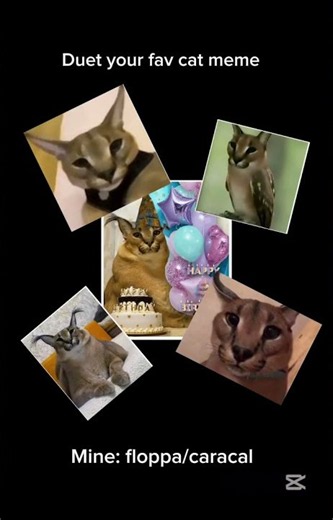 Duet with your fav cat meme: mine is floppa/caracal (pls join)