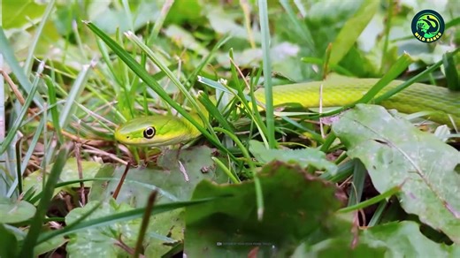 Top 12 Friendly Snakes That Make Excellent Pets