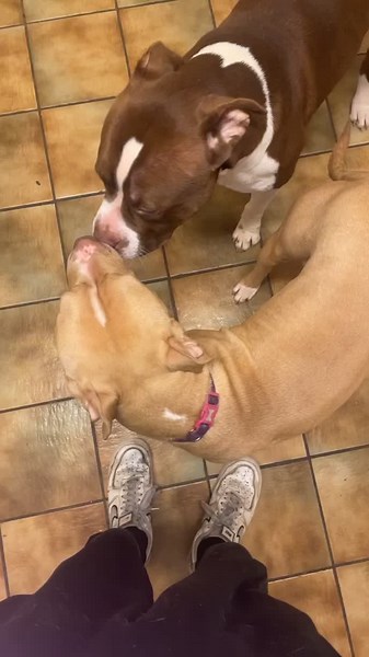 xlrgkennel (@pembs_bullyz)’s videos with No Excuses - Bru-C