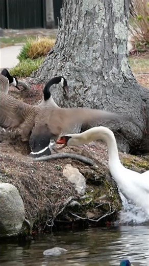 Swan grabs goose