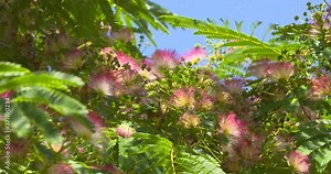 Foliage and flowers of the Persian silk tree, albizia julibrissin.