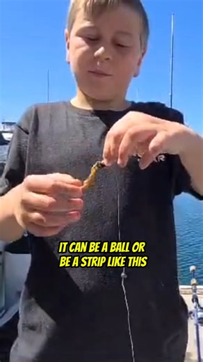 5.9K views · 48 reactions | Mussels are the best way to fish from the docks! - Part 2 Your Saltwater Guide is Sponsored by McCarty Yacht Group. | Your Saltwater Guide | Facebook