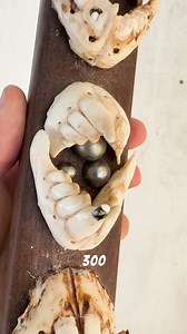 The triggerfish. Destroyer of oysters. | Kamoka Pearls