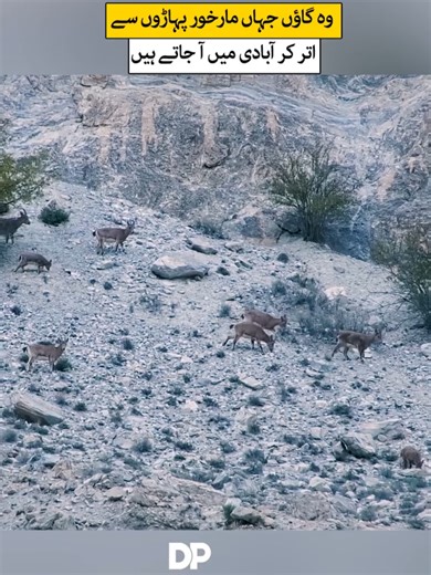 Exploring the Beauty of Markhor in Pakistan
