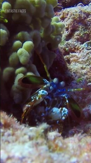 Mantis Shrimp Punches So Fast It Breaks Glass