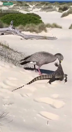 Cape Barren Goose, Cape Barren Goose Chicks, and Australian Goanna on Kangaroo Island’s White Dunes